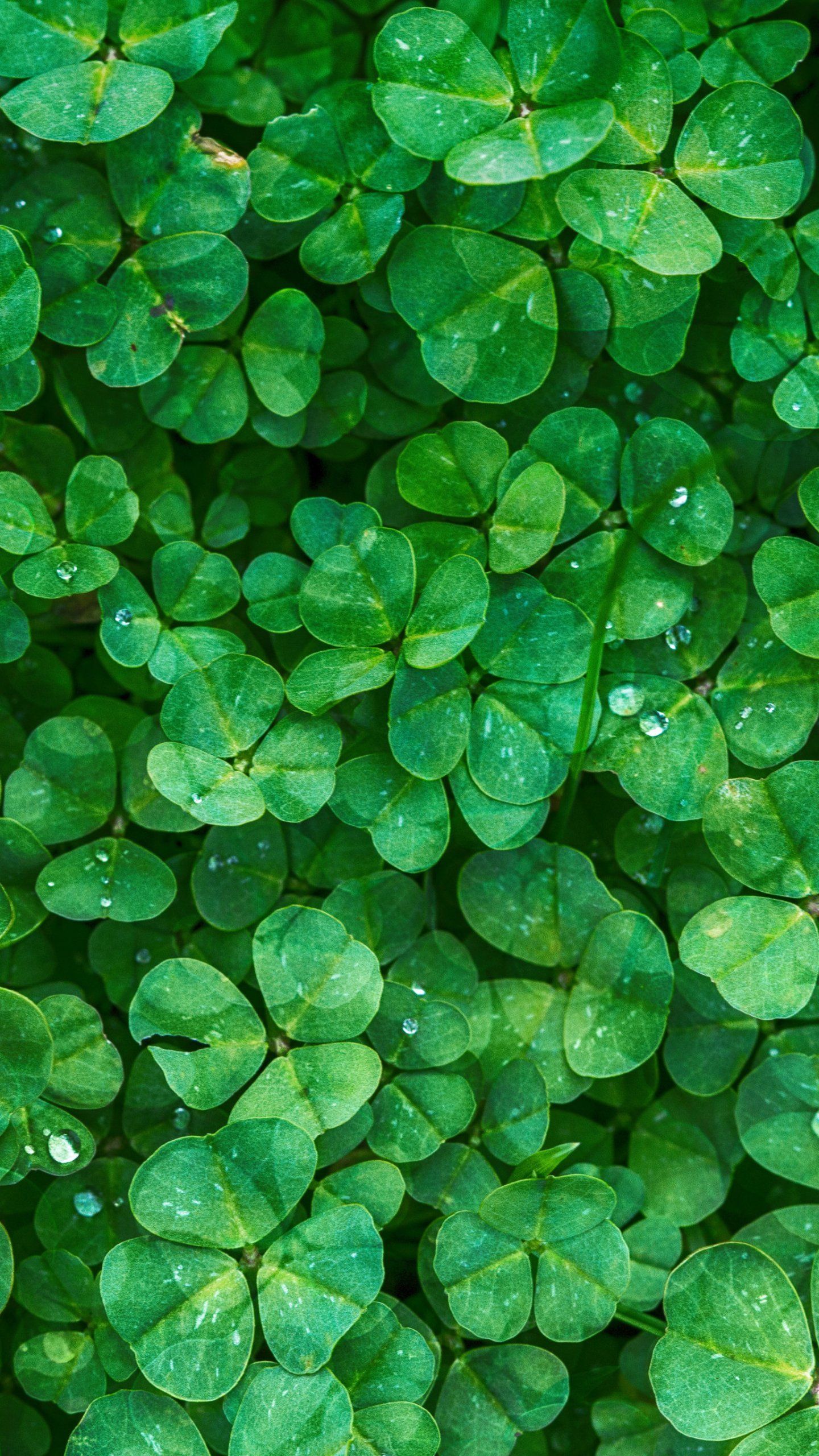 Irish Clovers Wallpaper