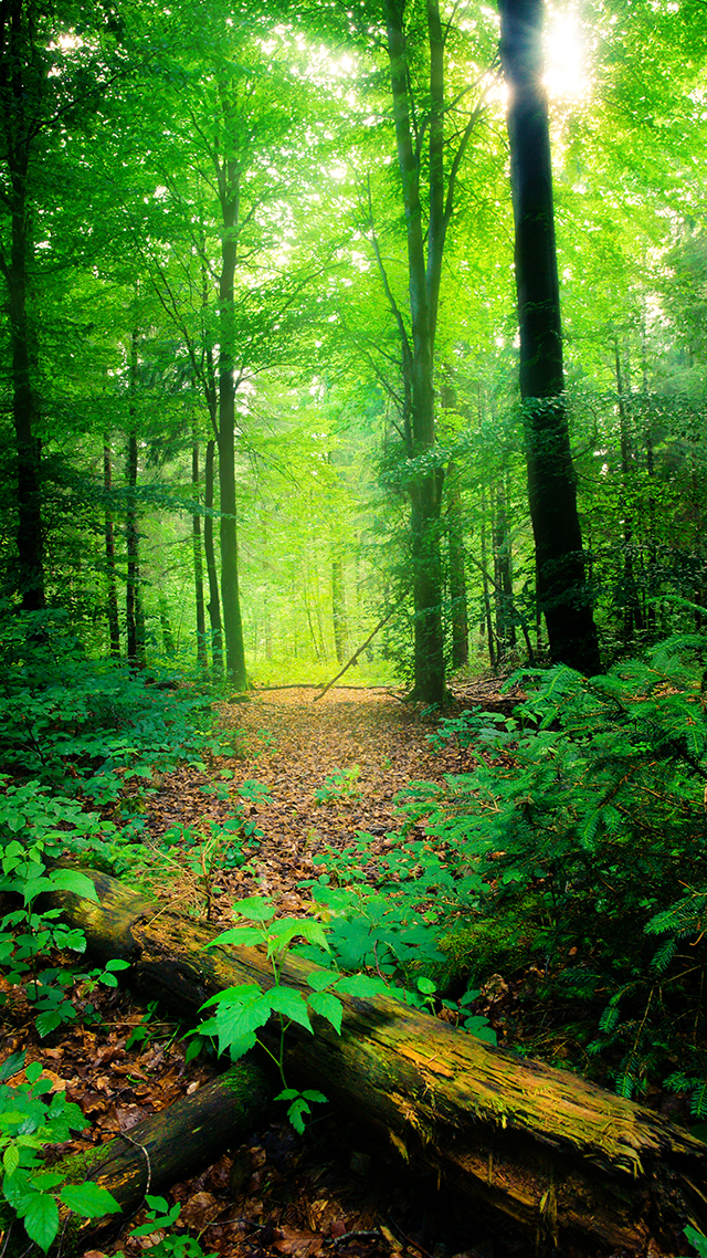 Forest iPhone 12 Wallpaper