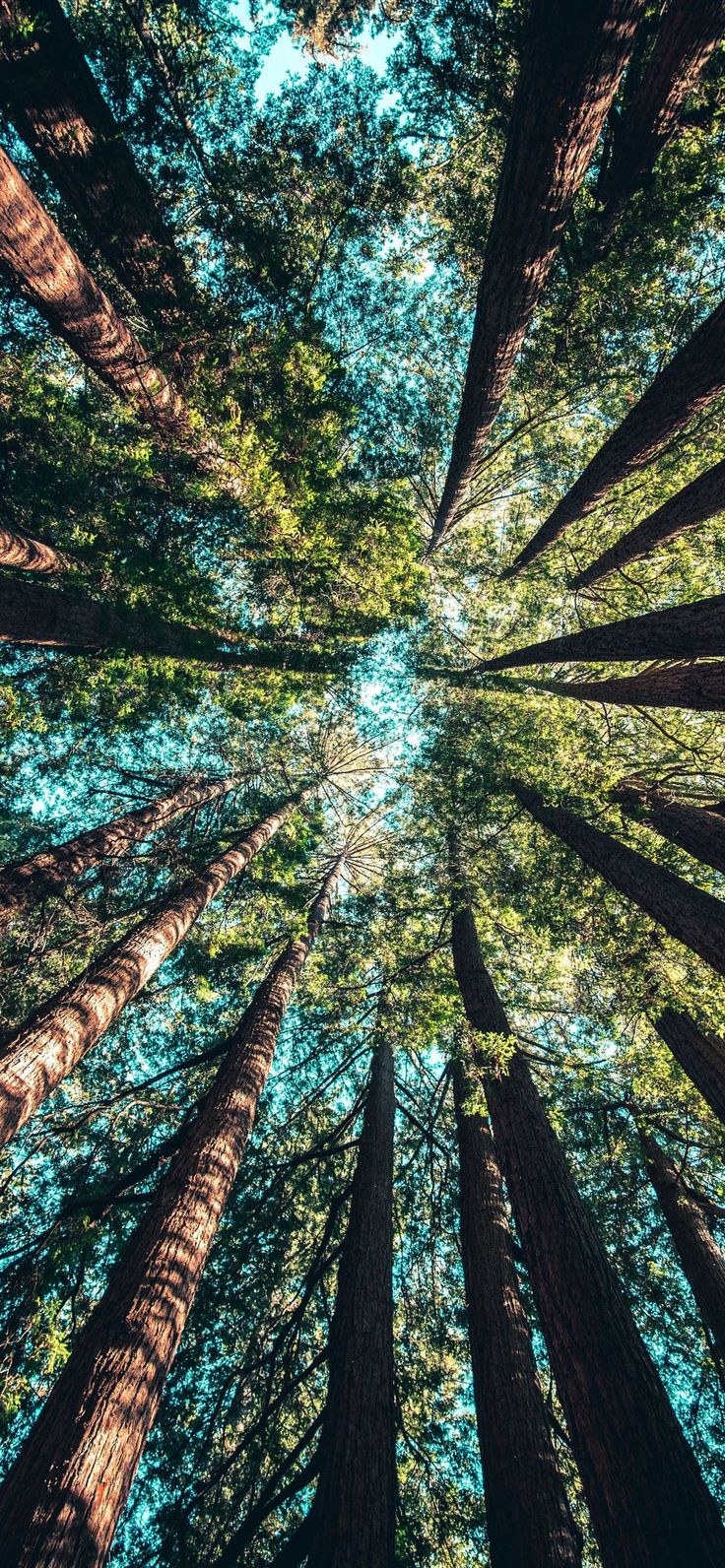 trees at daytime wallpaper
