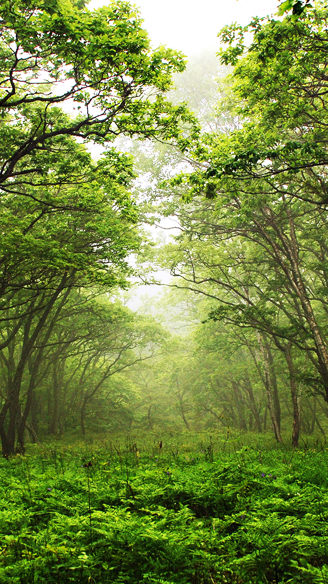 The Forest iPhone 12 Wallpaper