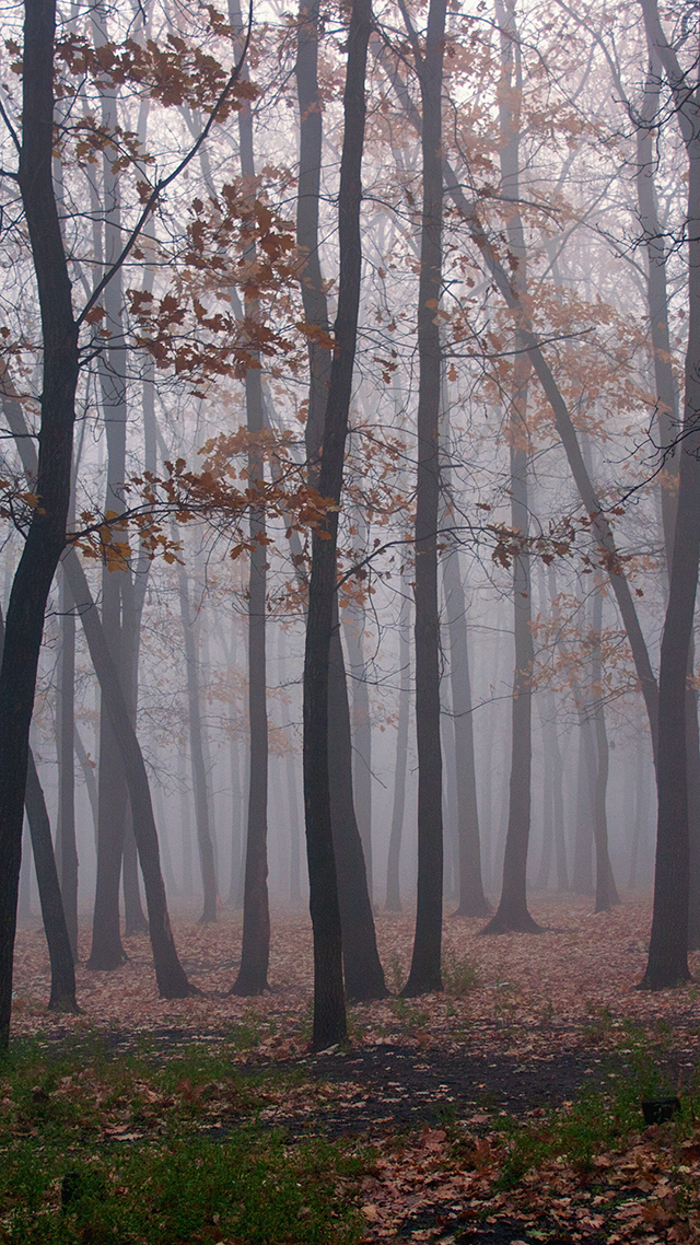 Foggy Forest iPhone 12 Wallpaper