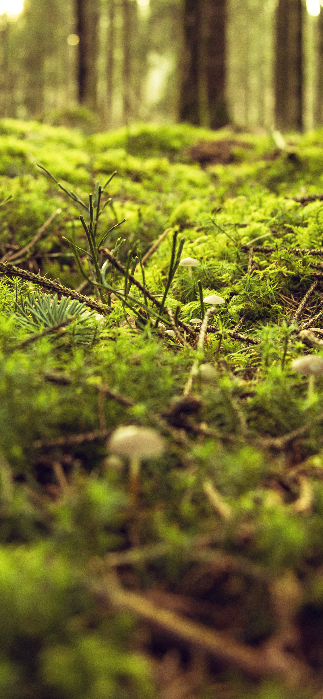 Wood Forest Leaf Bokeh Nature