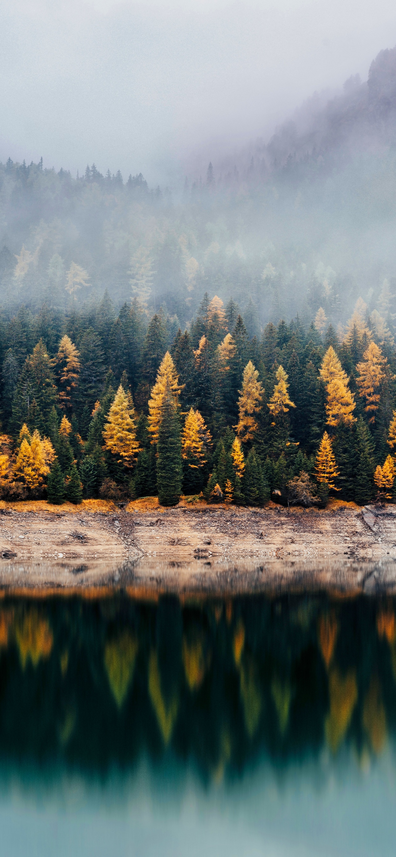 Forest Wallpaper 4K, Reflection, Woods