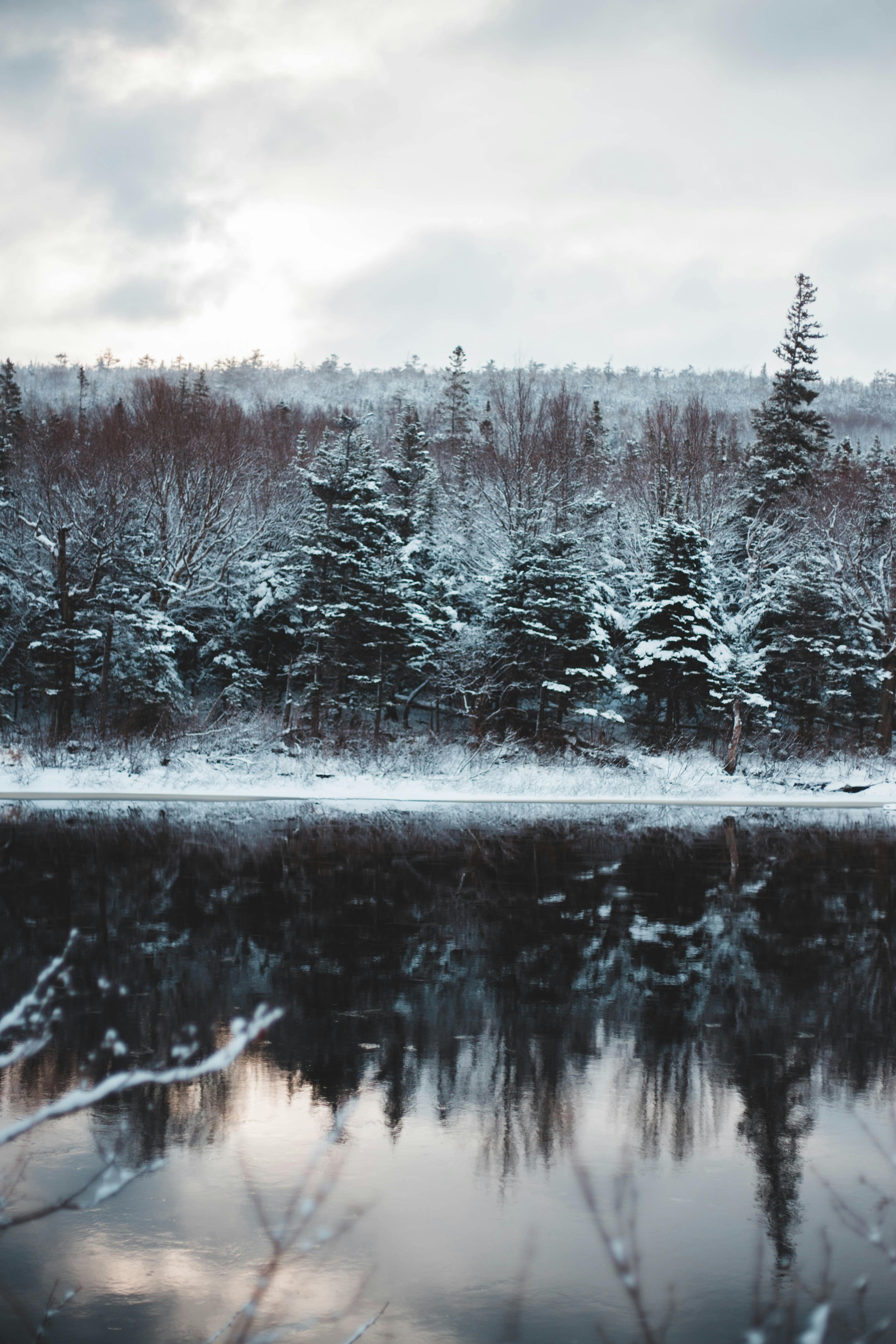 Magical Forest & HD Image