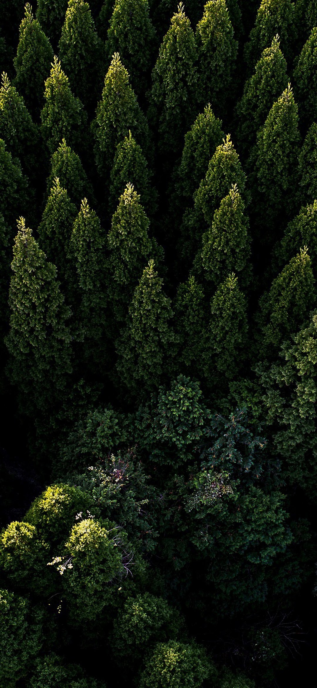 Forest Nature Aerial View Scenery 4K