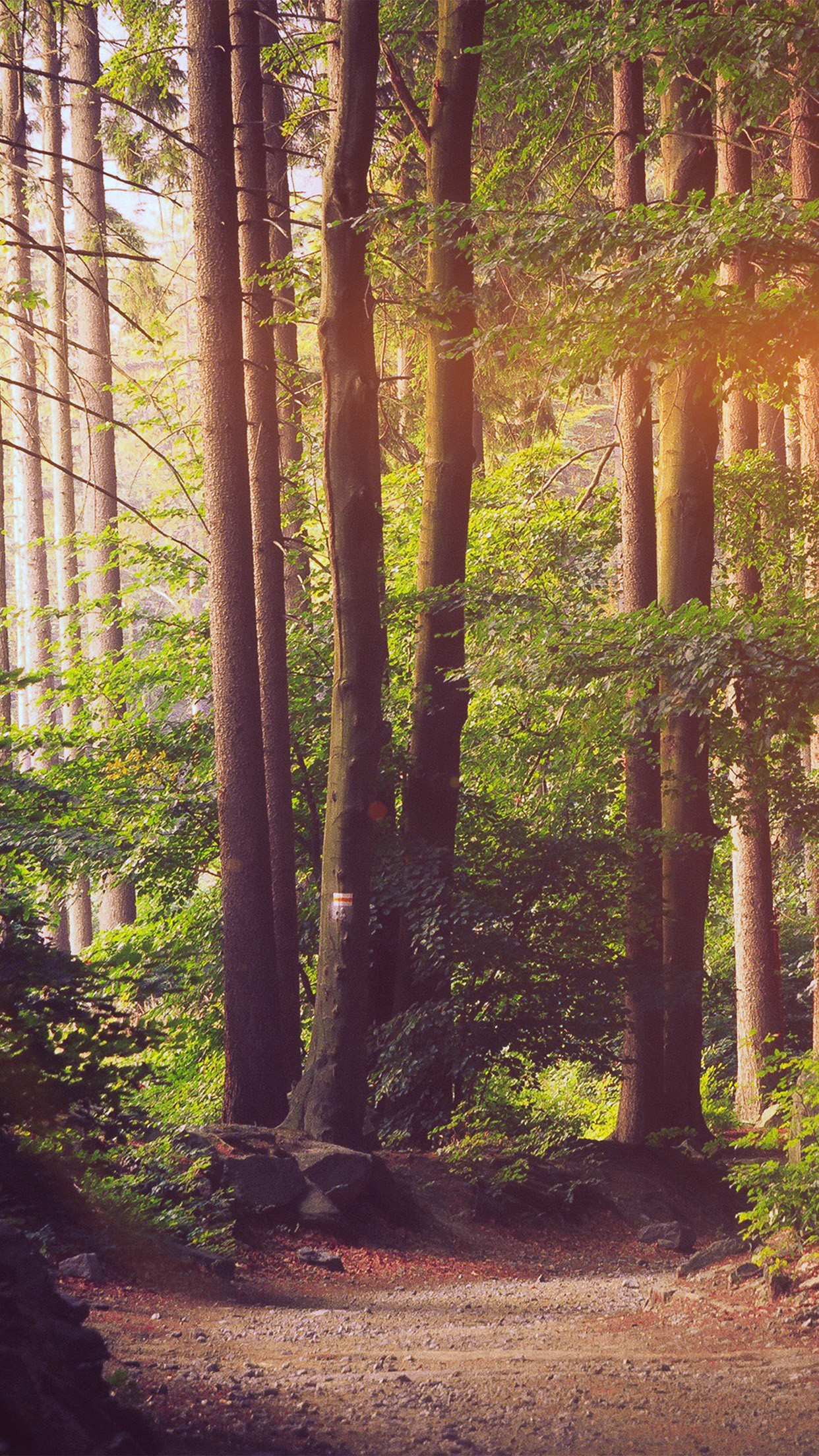 Nature Wood Forest Sunshine