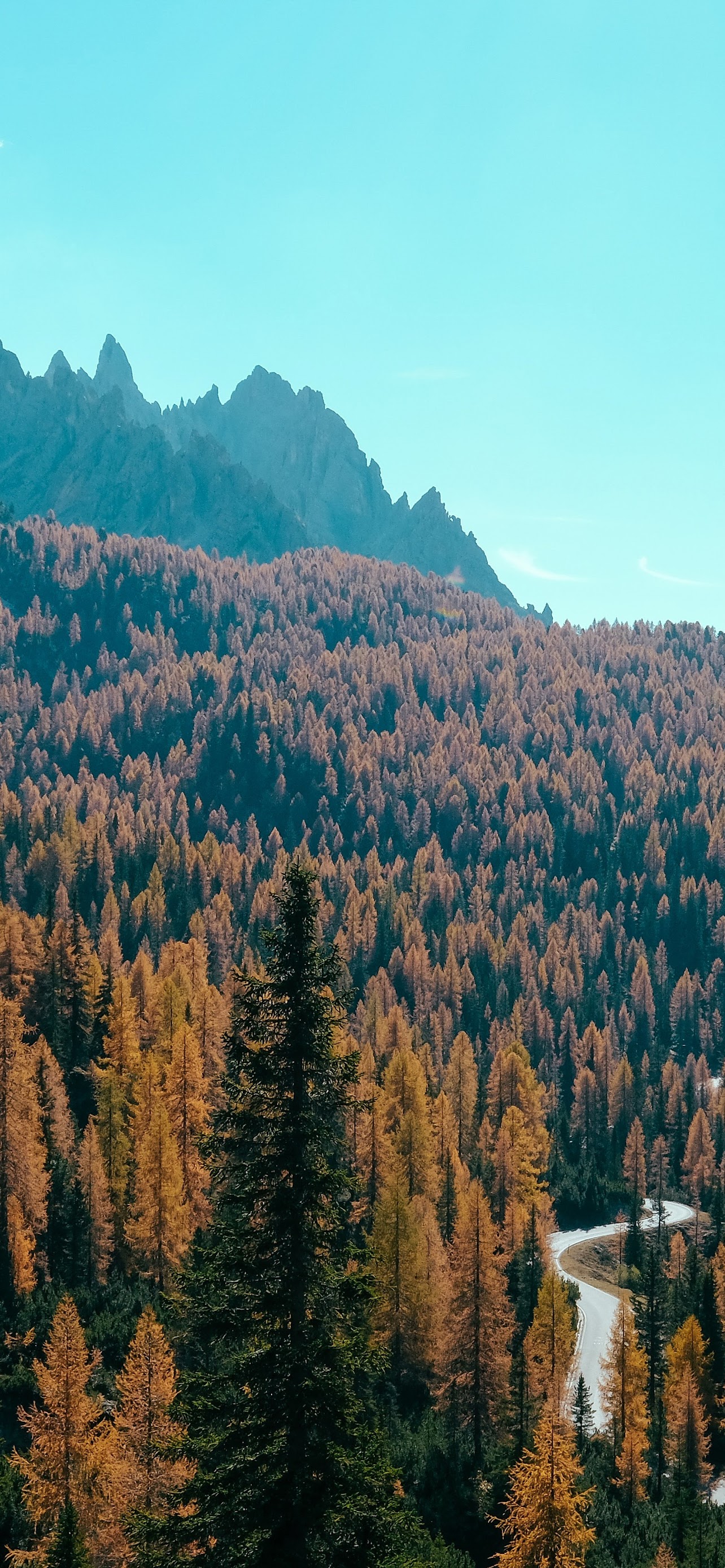 Forest Autumn Mountain Forest 8K