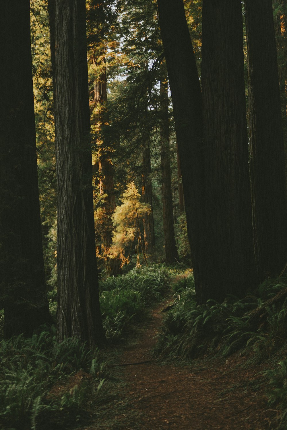 Forrest Picture [HD]. Download