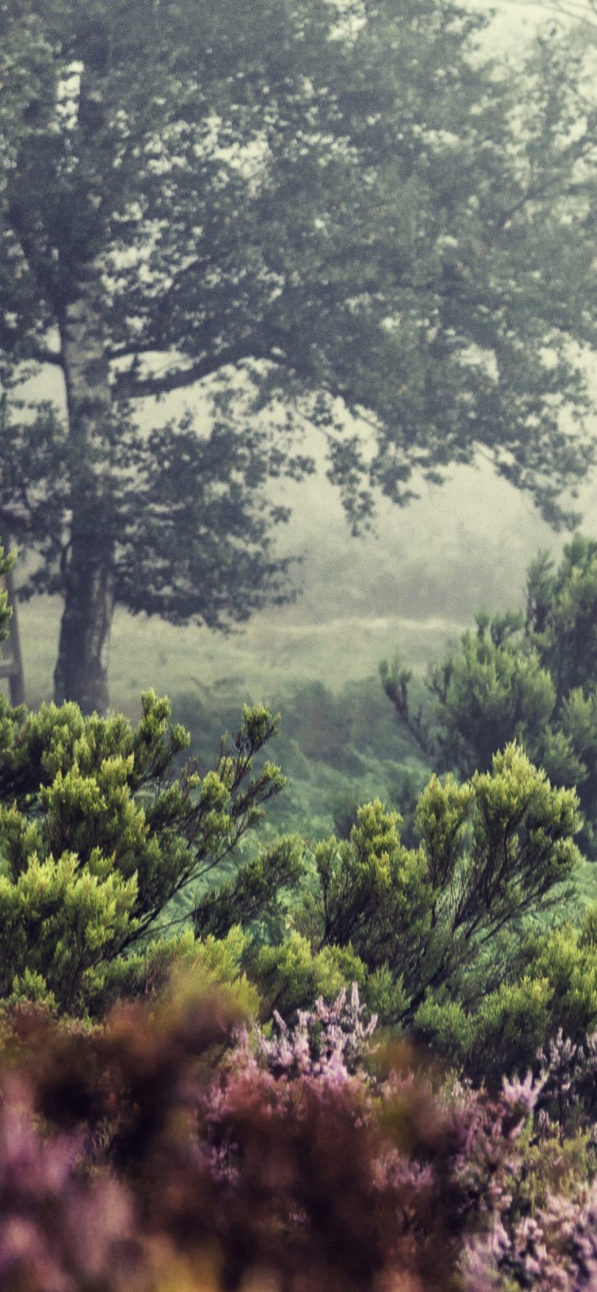 Beautiful Forest Wallpaper for iPhone