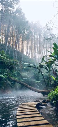 Best Jungle iPhone 12 HD Wallpaper
