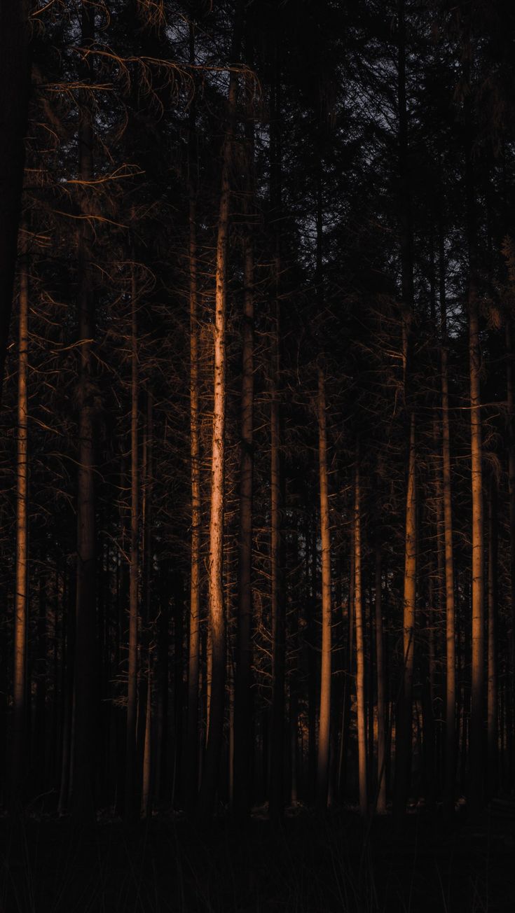 Dark forest wallaper iphone 12. Dark