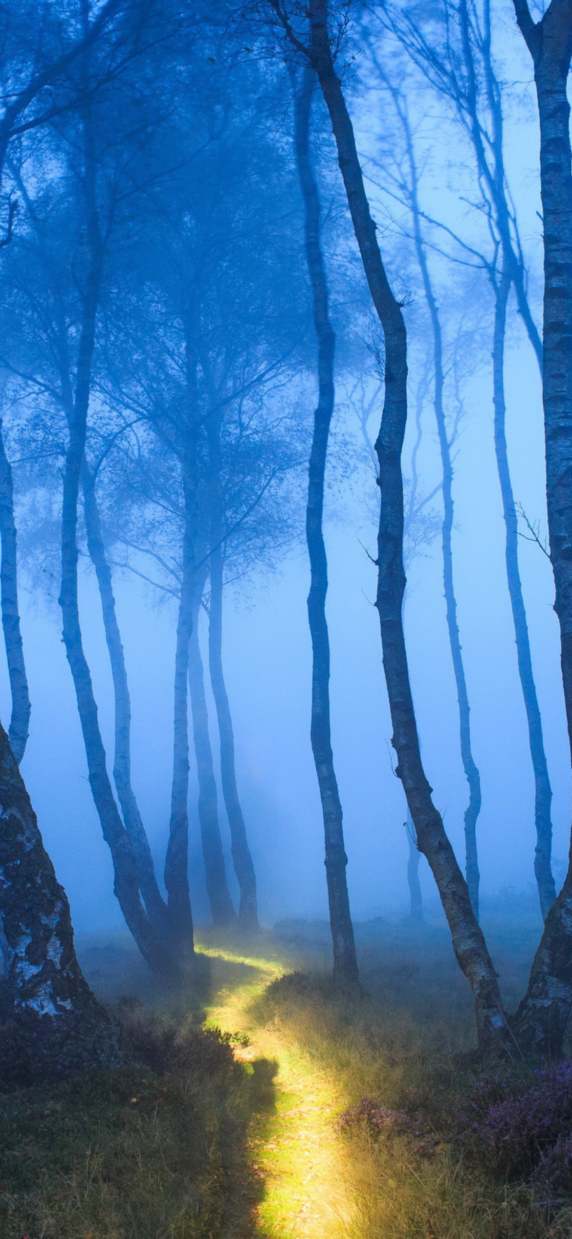 Magic Forest Wallpaper for iPhone 12 Pro