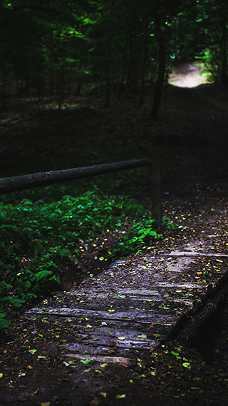 Foggy Forest iPhone 12 Wallpaper