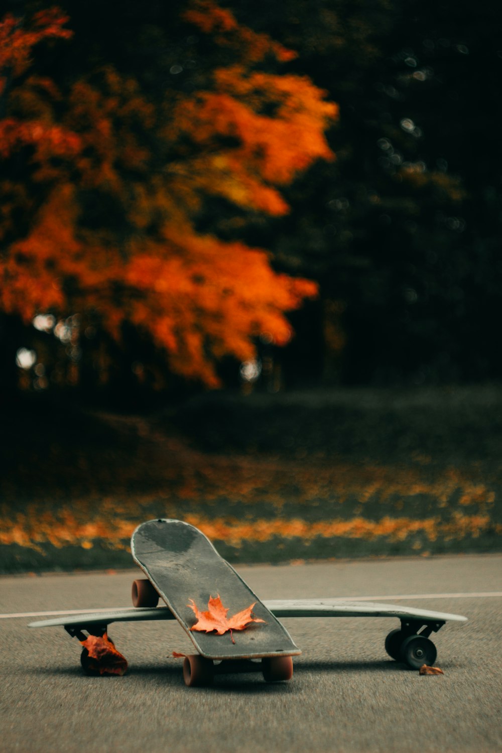 Red maple leaf on skateboard photo