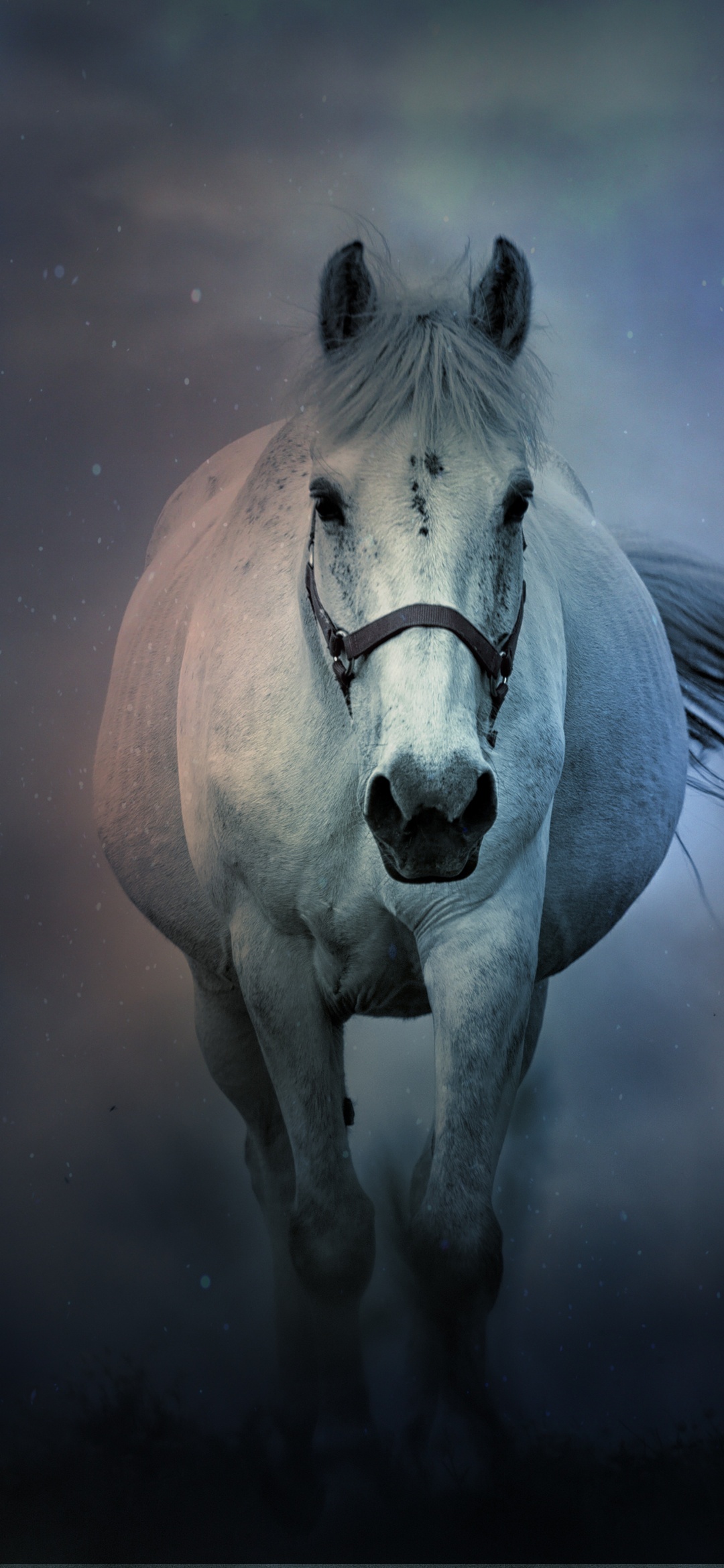 White horse Wallpaper 4K, Running Horse