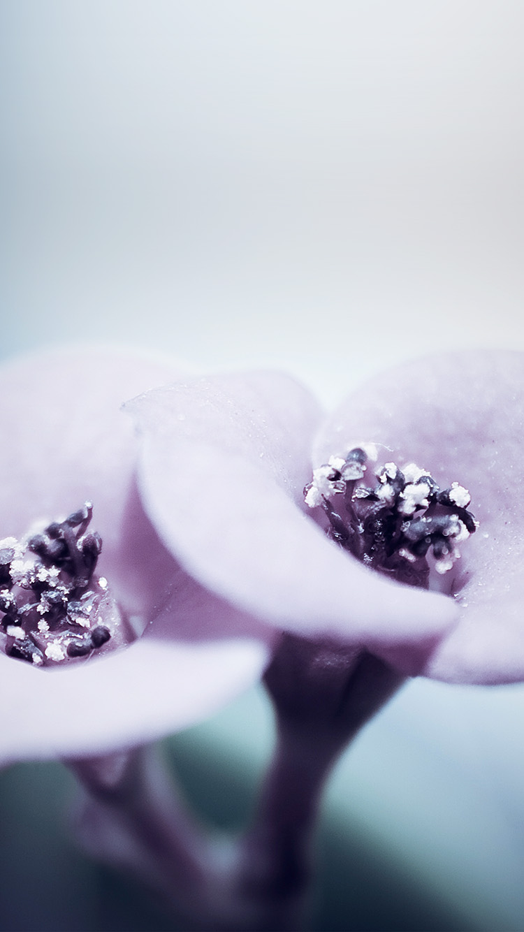 Flower Blue Purple Beautiful Rain