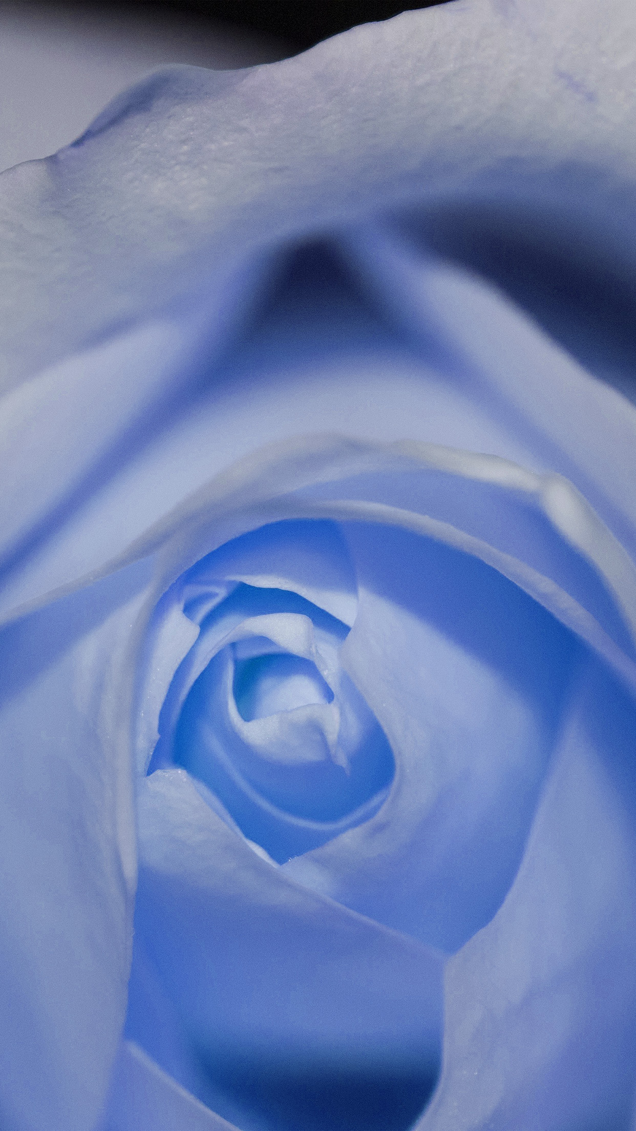 Flower Blue Rose Love