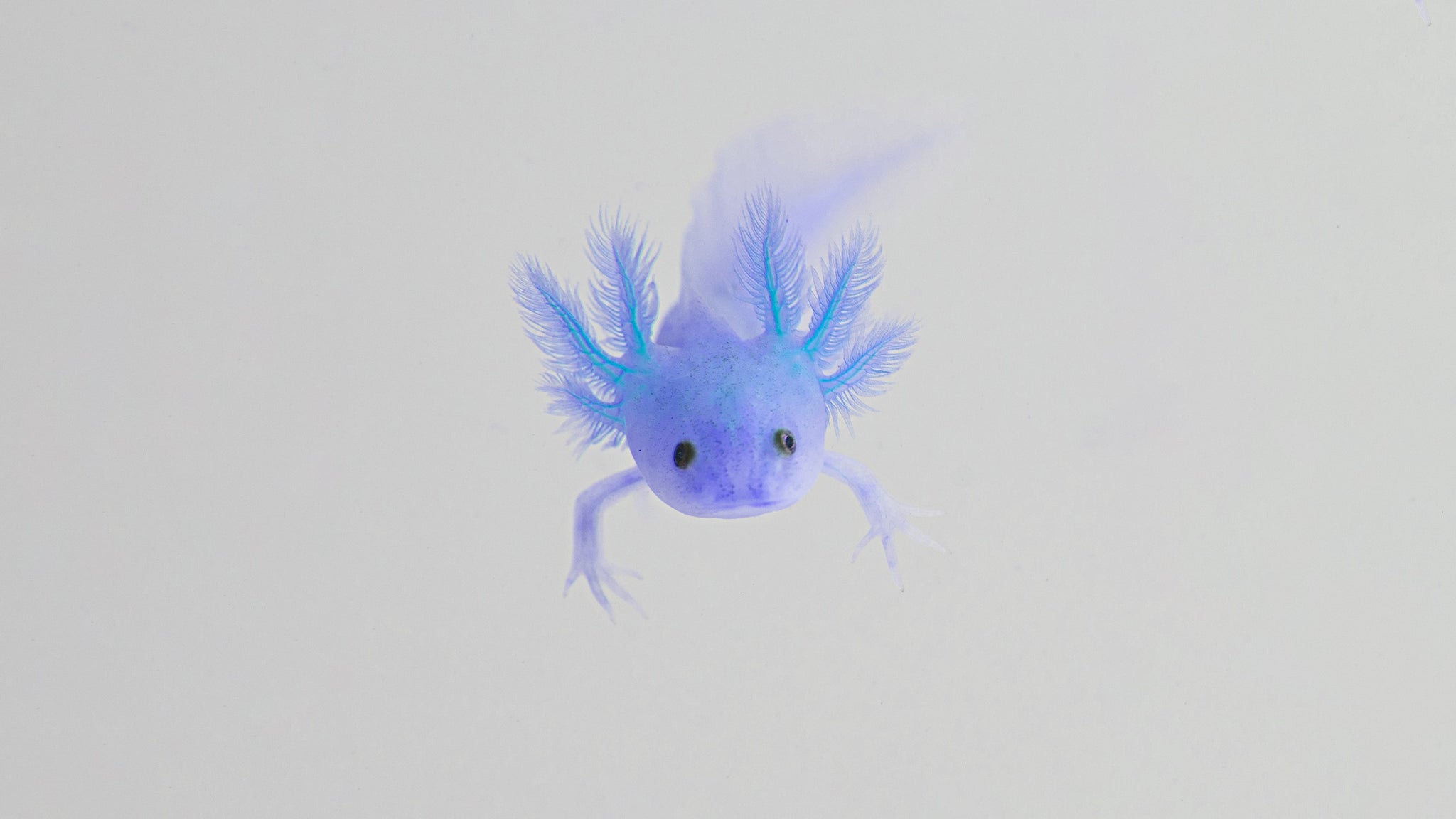 Are Blue Axolotls Real?. Blog