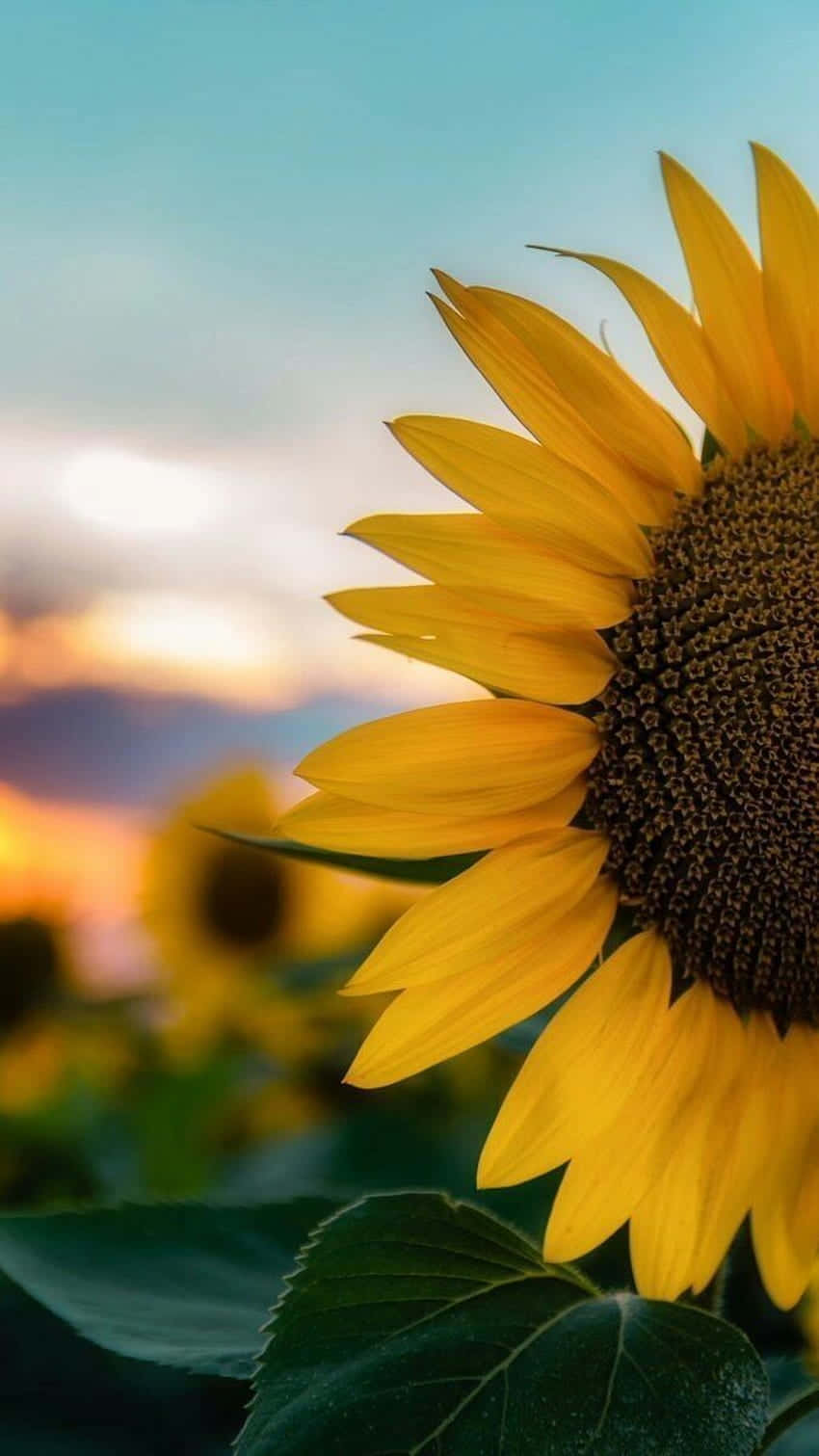 Sunflower Phone Wallpaper