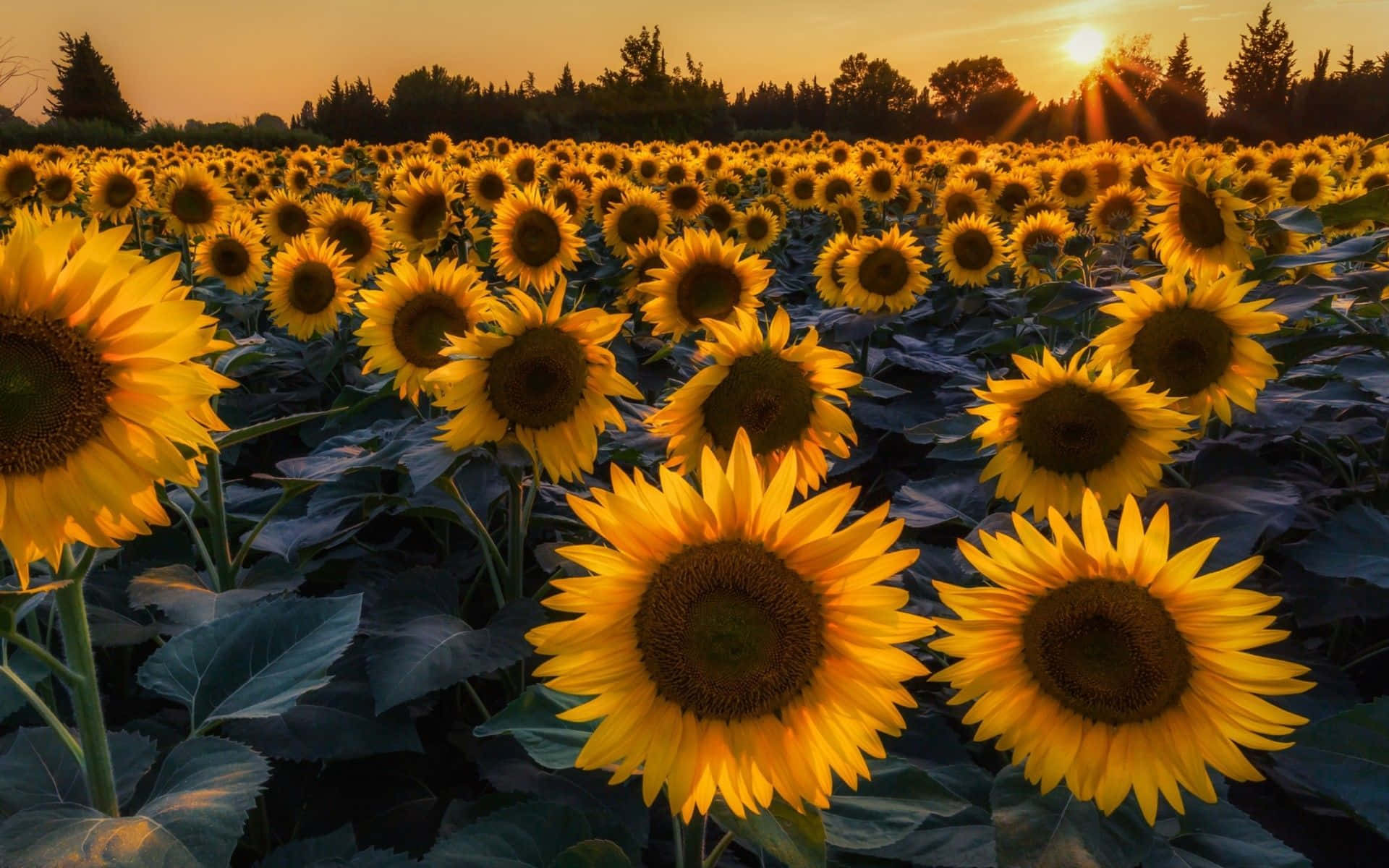 Aesthetic Sunflower Background