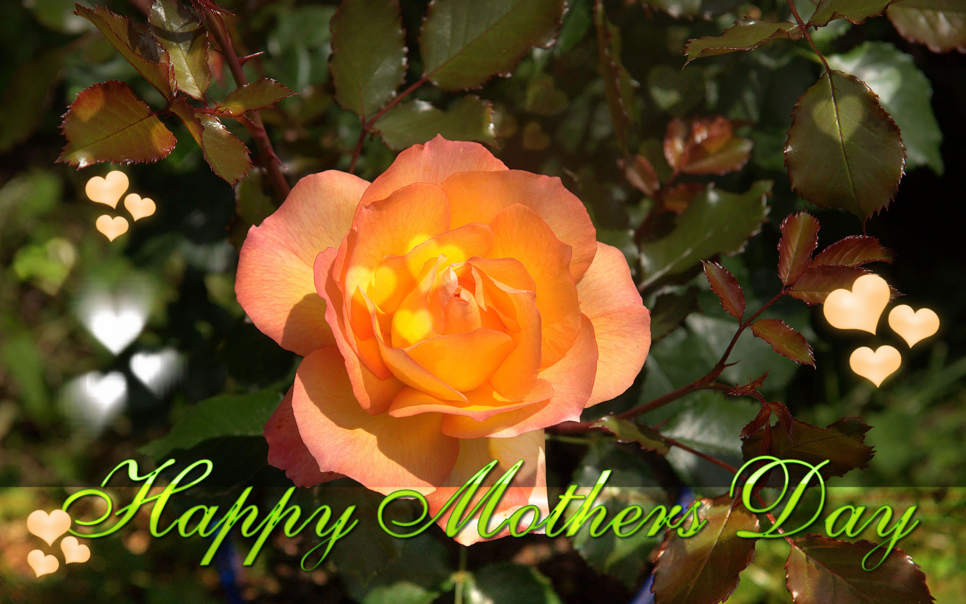 Mothers Day wallpaper