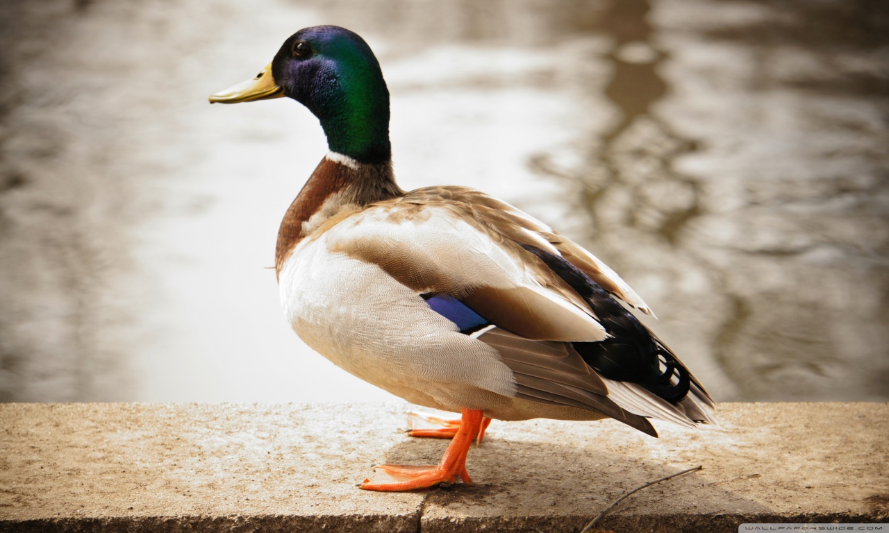 Duck Ultra HD Desktop Background