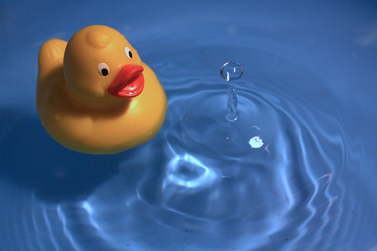Desktop Wallpaper duck Water Toys