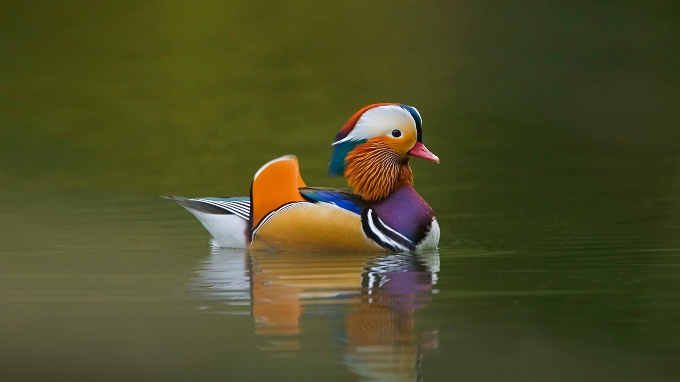 Mandarin Duck Birds Desktop Wallpaper