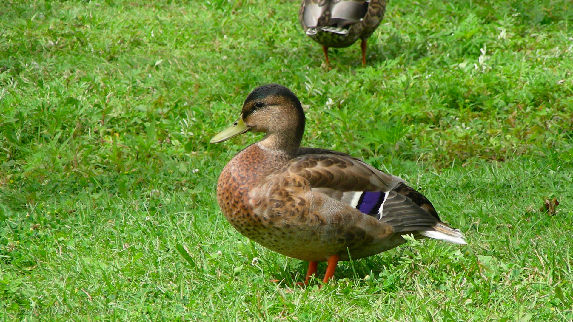 Happy duck wallpaper 1920x1080