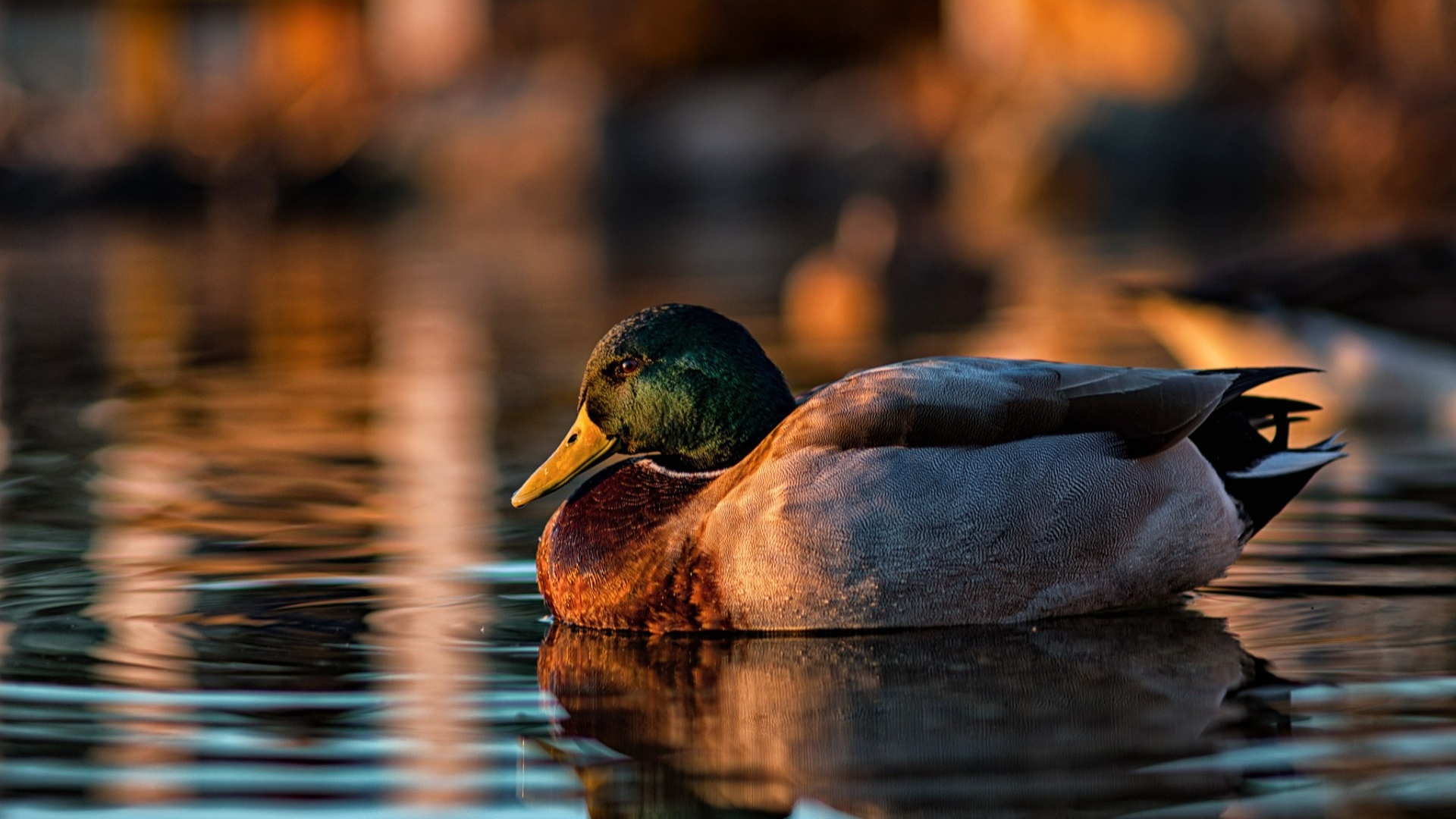 Best Duck Wallpaper For Desktop