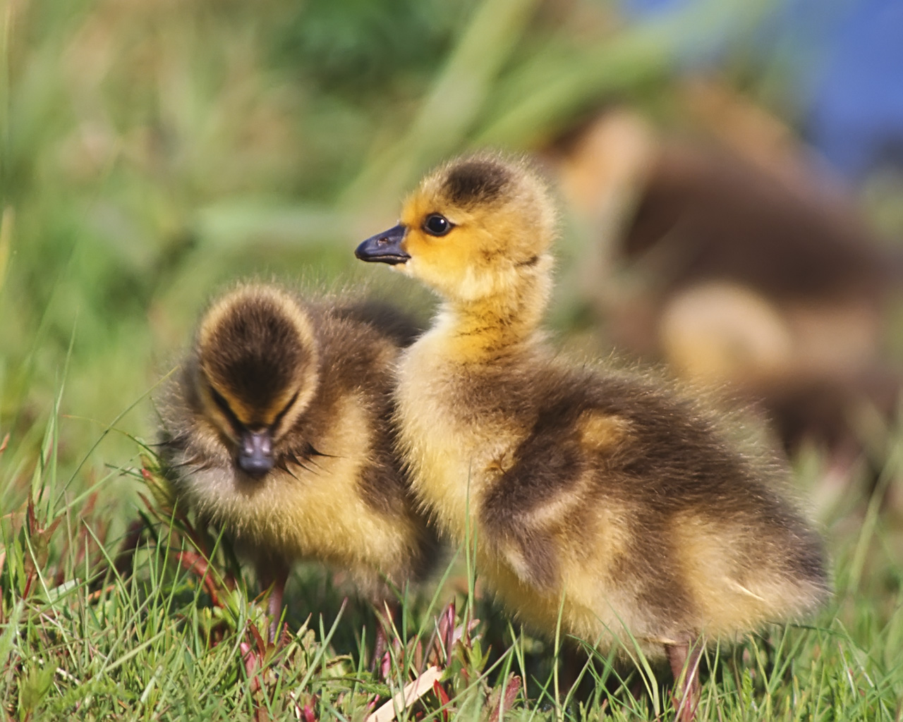 HD desktop wallpaper: Animal, Duck