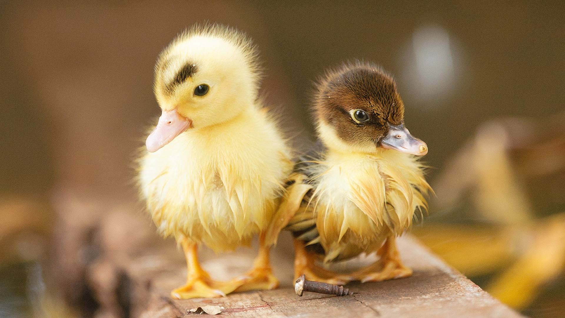 Wallpaper bird Ducks Nestling Two