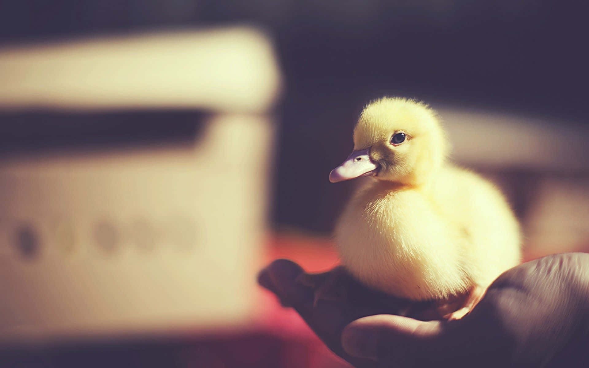 Cute Duck Background. Wallpaper