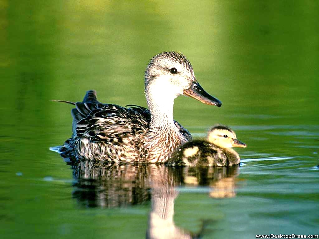 Desktop Wallpaper Animals