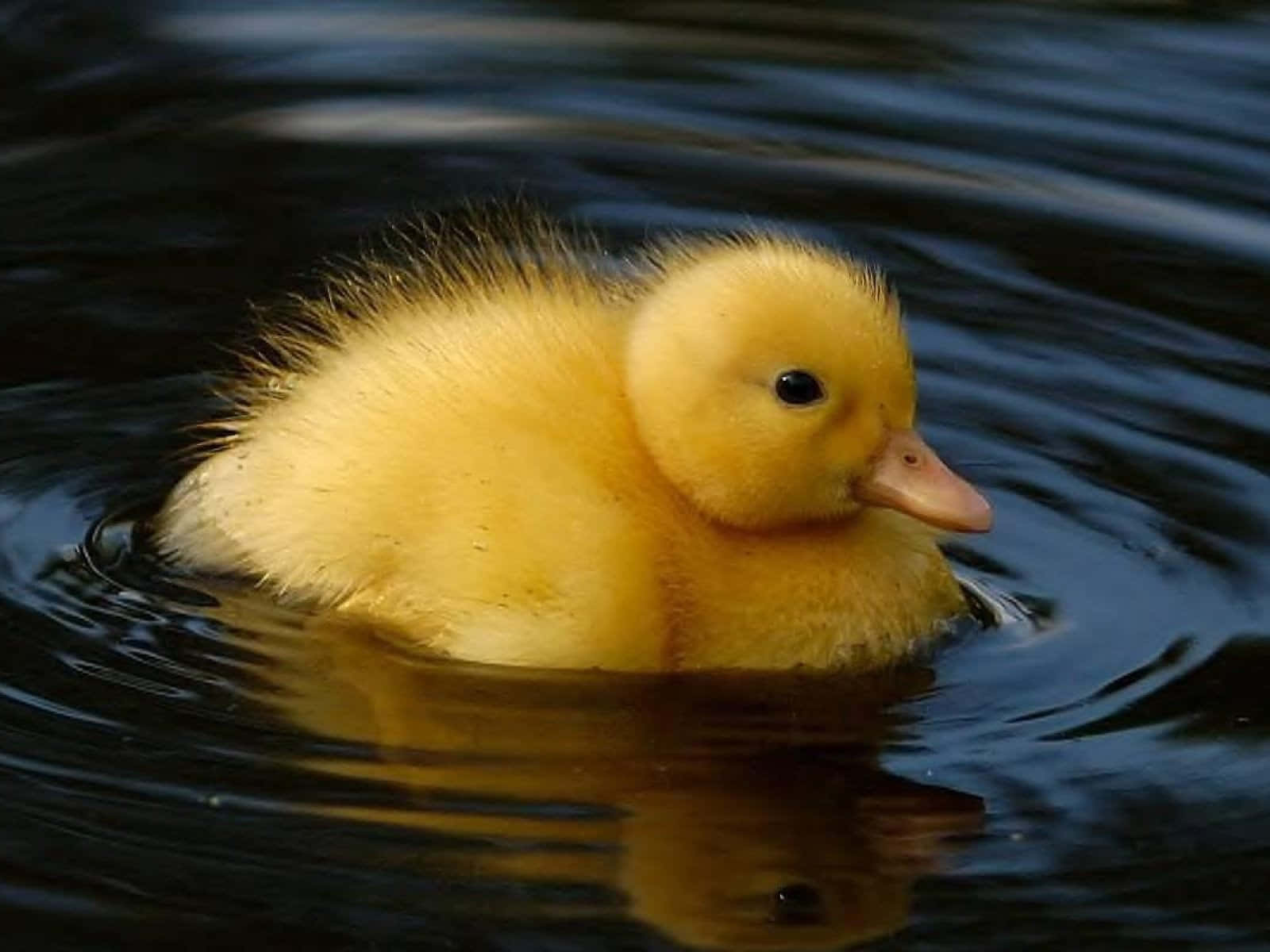 Cute Duck Wallpaper
