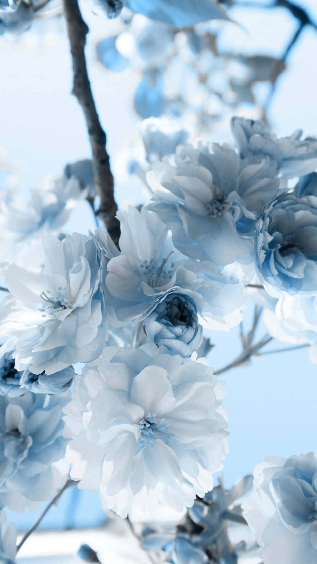 Download Pastel Blue Aesthetic White
