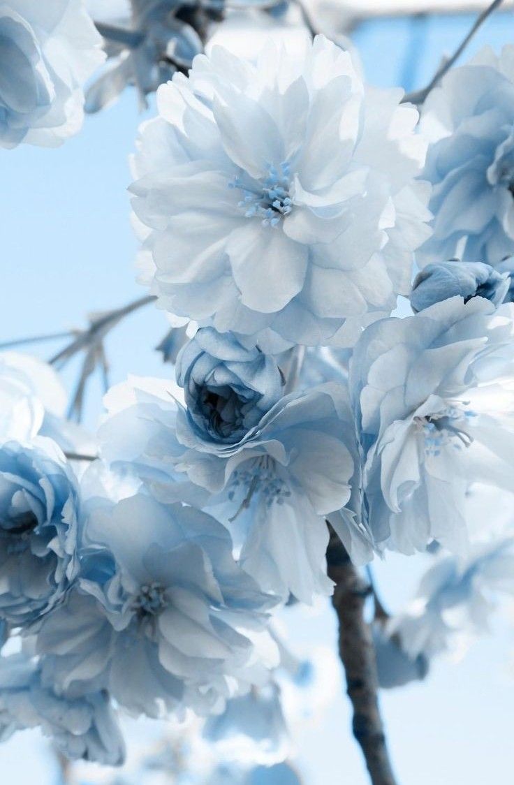 Light blue aesthetic, Light blue flowers