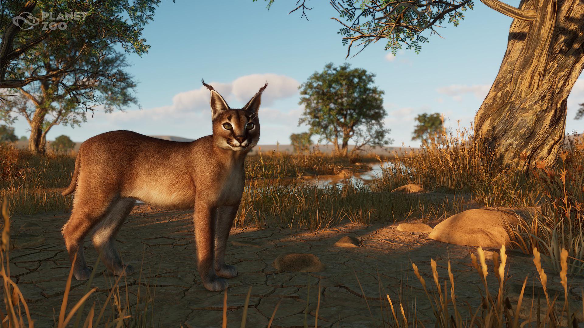 It's the caracal!