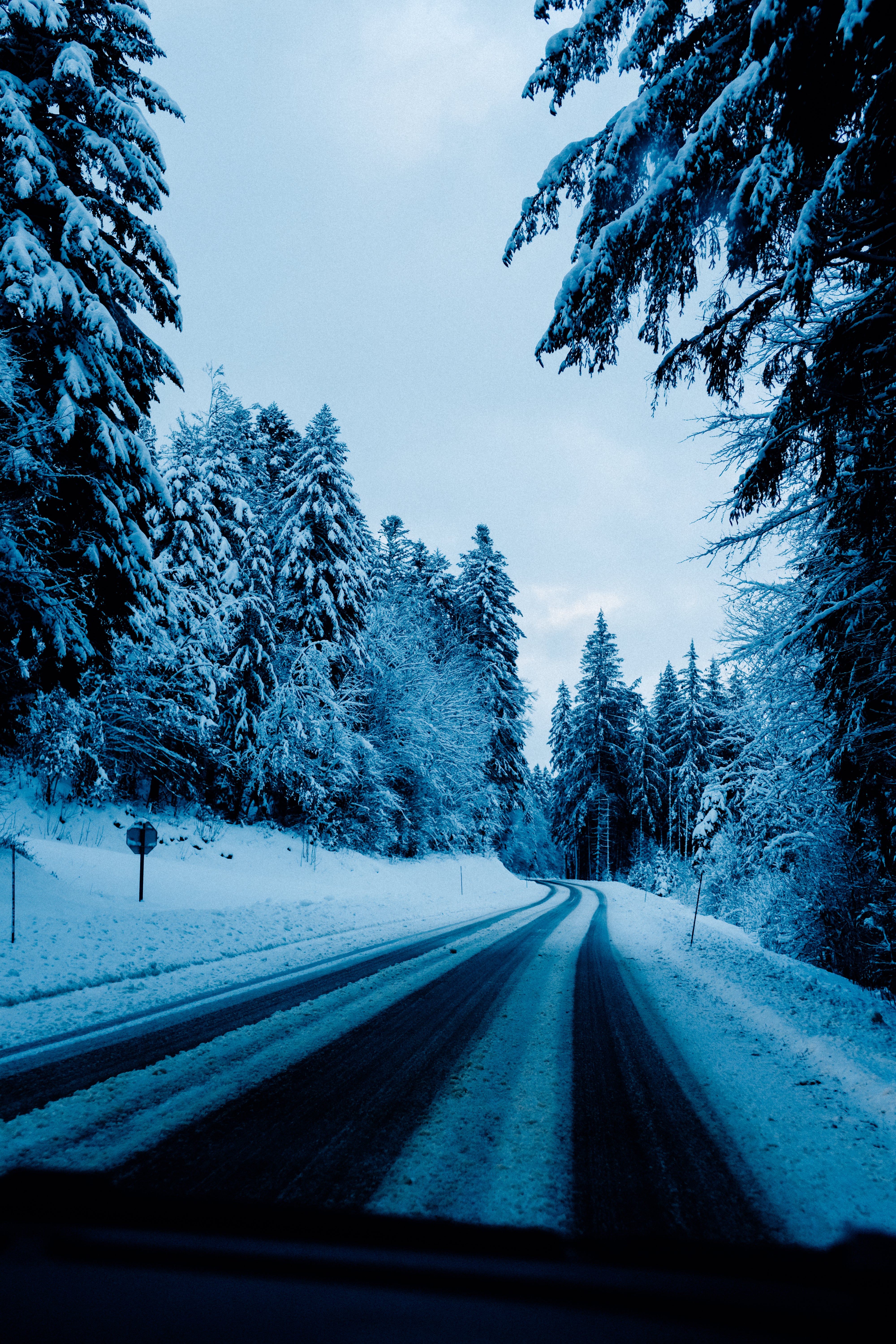 Snow Covered Trees Line A Snowy Road