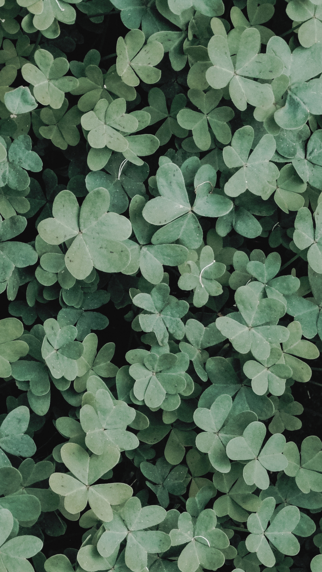 Cute St Patrick's Day Wallpaper
