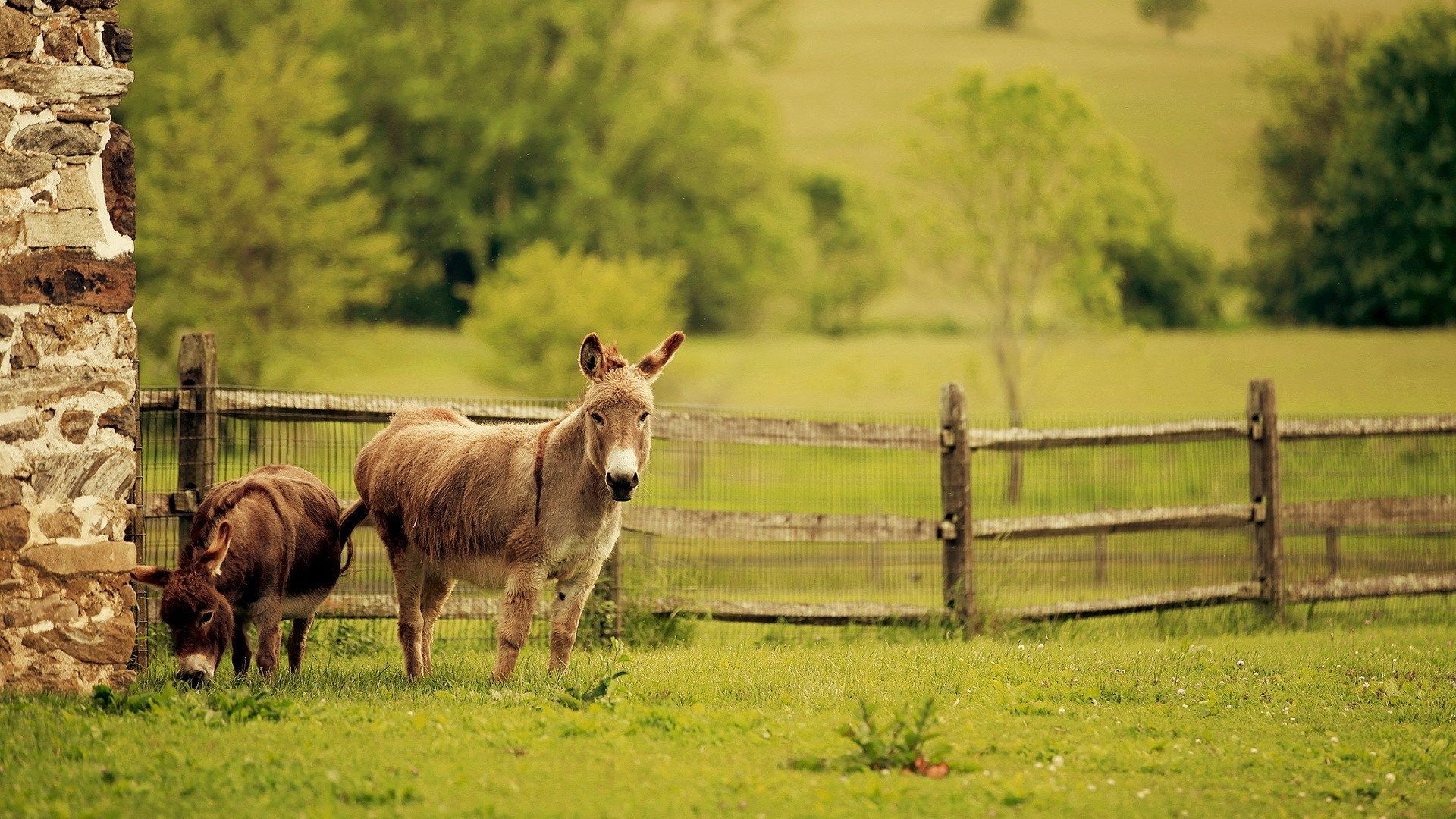 Donkeys Summer Nature wallpaper