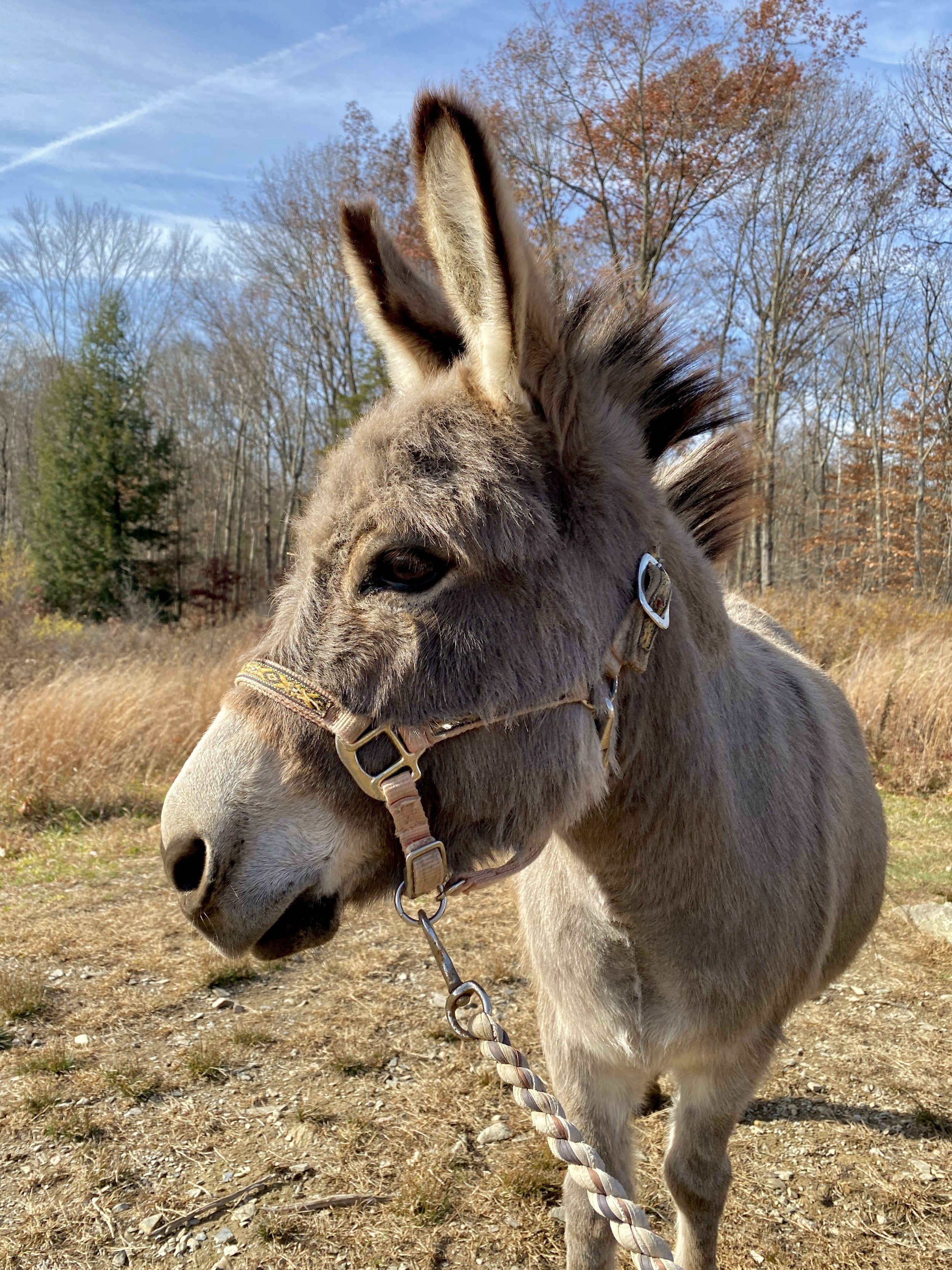 Donkey Walks A Donk At Clover
