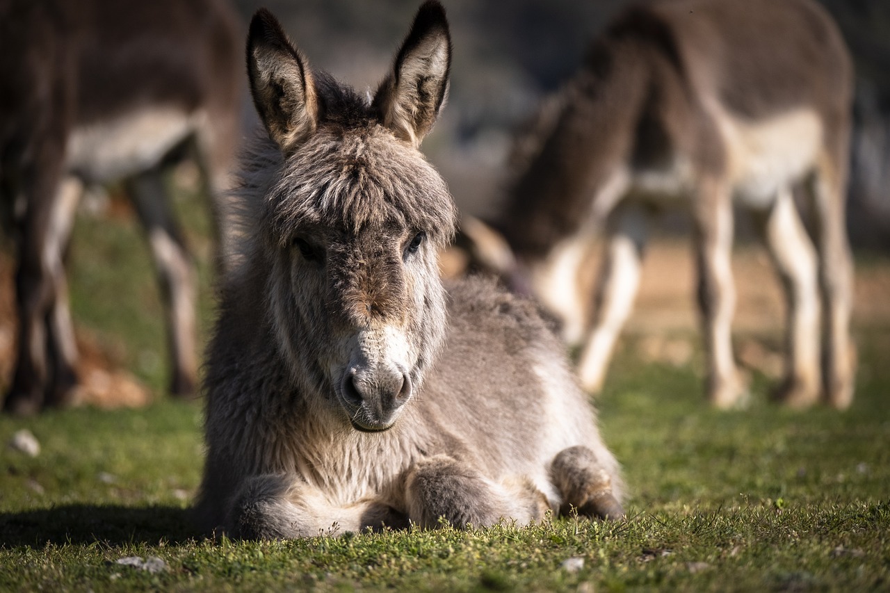 1,Free Donkeys & Nature Image