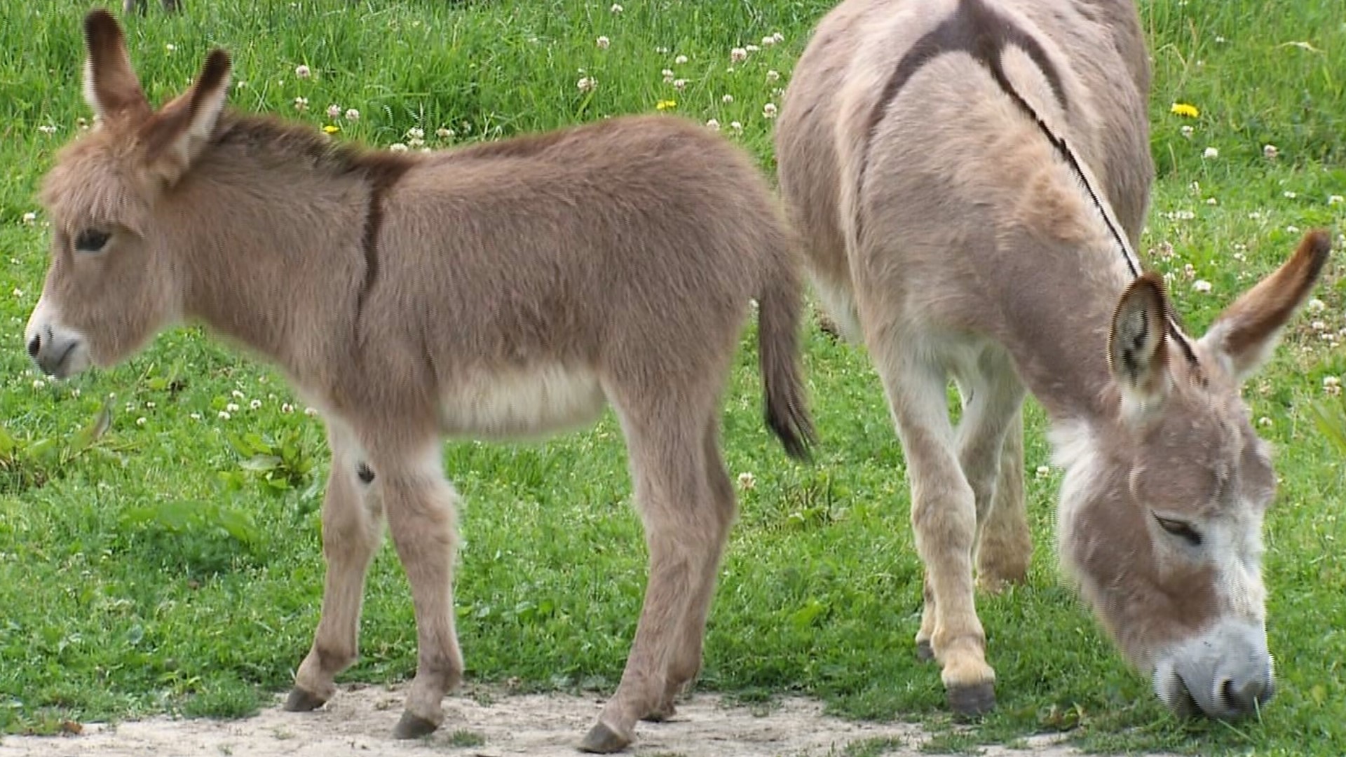 Miniature donkeys may be the cutest