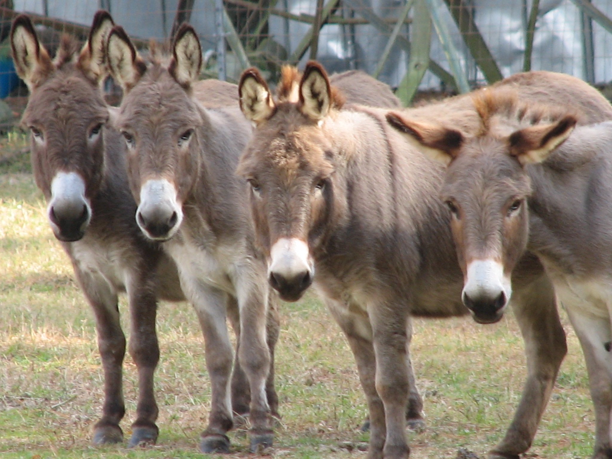 About Miniature Donkeys B A B