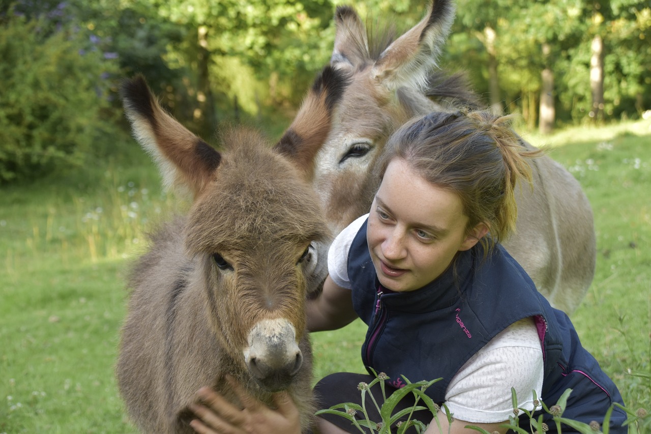 Miniature Donkey & Donkey Image