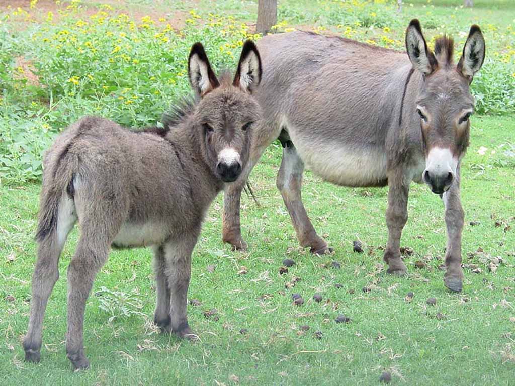 Miniature Donkey. Animals. All Things
