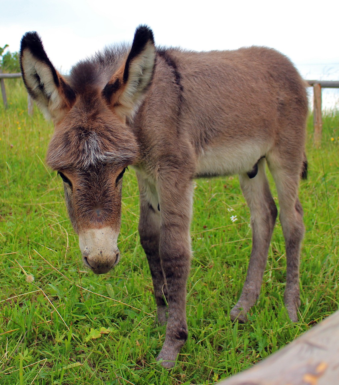 Free Donkey Foal & Donkey Image