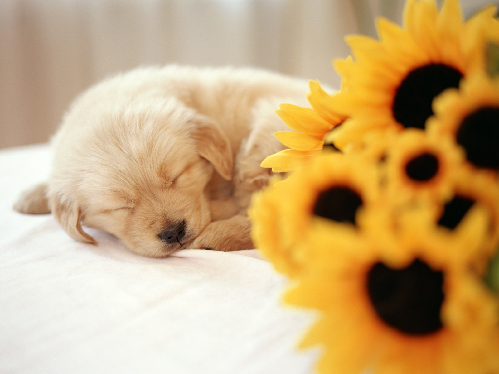 Golden Retriever Puppy Sleeping