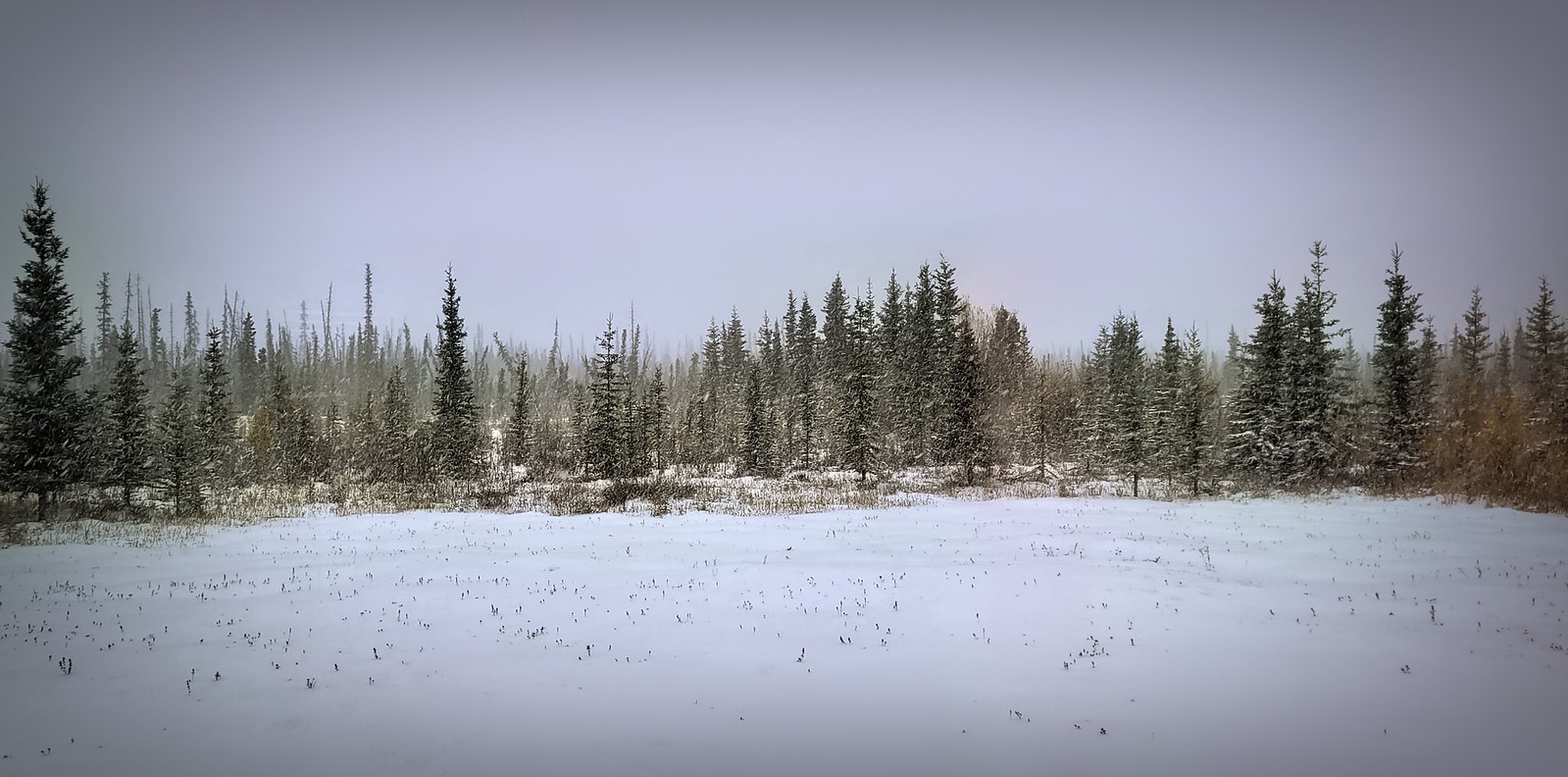 First Snowfall. Doc and I